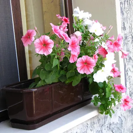Petra Guest house